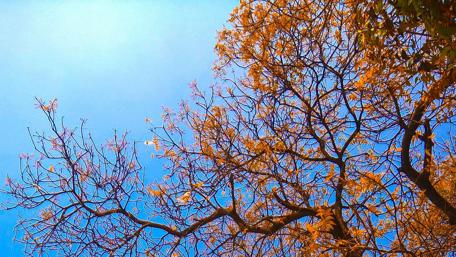 Autumn's Embrace Under the Blue Sky wallpaper