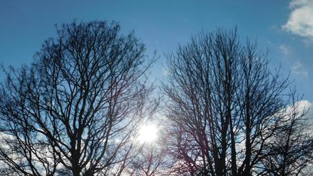 Radiant Sunlight Through Tree Silhouettes wallpaper