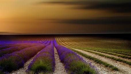 Lavender Fields at Dusk in 4K wallpaper
