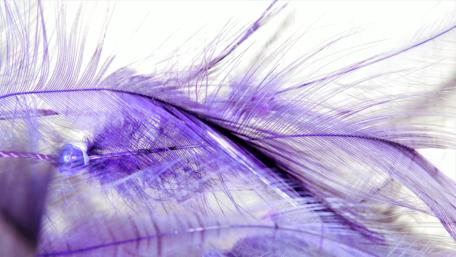 Vibrant Purple Feather Abstract Art wallpaper