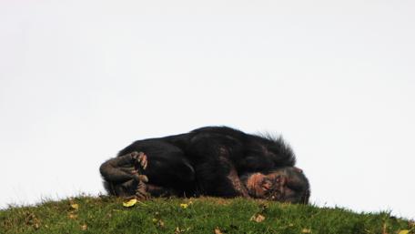 Sleeping Monkey in a Cozy Pose wallpaper