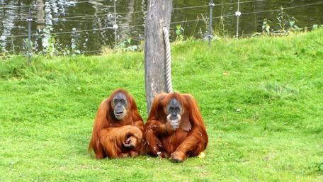 Playful Orangutans Enjoying Nature Together wallpaper