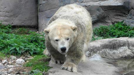 Majestic Bear Walking Through Nature wallpaper