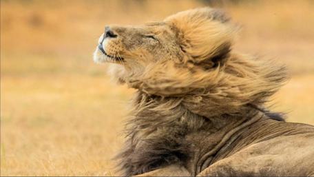 Majestic Lion Embracing the Wind wallpaper