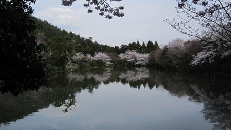 Tranquil Cherry Blossom Reflection in Japan wallpaper