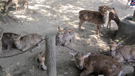 Gentle Deer in Japan's Serene Landscape wallpaper