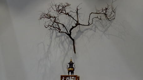 Elegant Branch with Shadows Against a Wall wallpaper