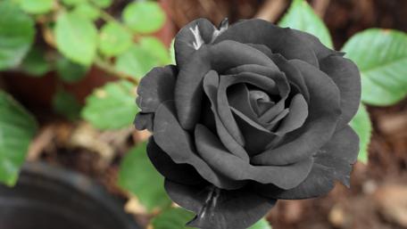 Black Rose Elegance in 4K wallpaper