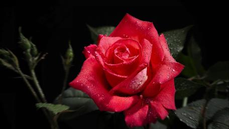 Vibrant Red Rose in Stunning Detail wallpaper
