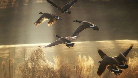 Flying Ducks at Golden Sunset wallpaper