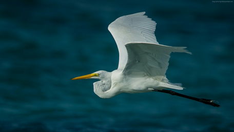 Graceful Heron in Flight Over Calm Waters wallpaper