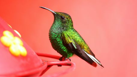 Hummingbird Perched on Vibrant Pink Feeder in 4K wallpaper