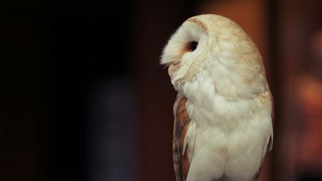Majestic Owl in Tranquil Focus wallpaper