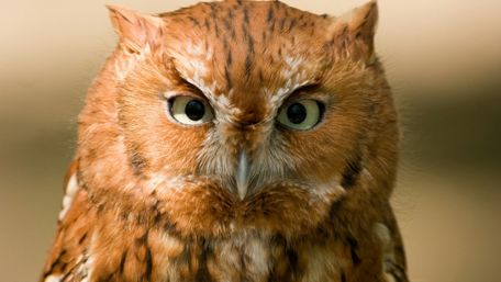 Majestic Owl in Soft Focus wallpaper