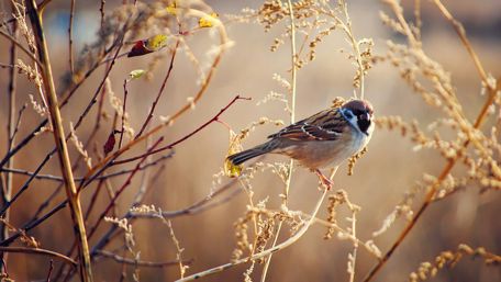 Sparrow Perched in Autumn Setting wallpaper