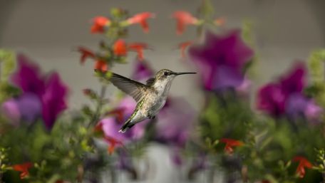 Majestic Hummingbird Amidst Vibrant Blooms wallpaper