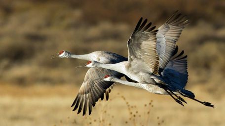 Graceful Cranes in Flight Over the Swamp wallpaper