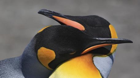 Penguin Huddle of Love and Warmth wallpaper