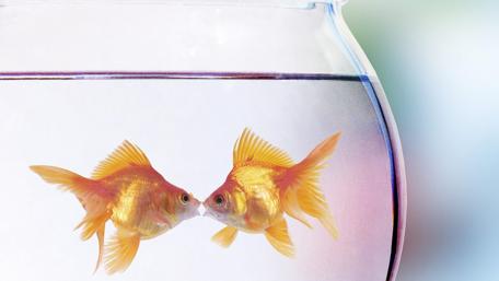 Golden Fish Kissing in the Aquarium World wallpaper