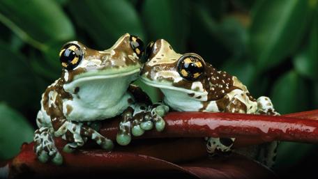 Frogs in Nature's Embrace wallpaper