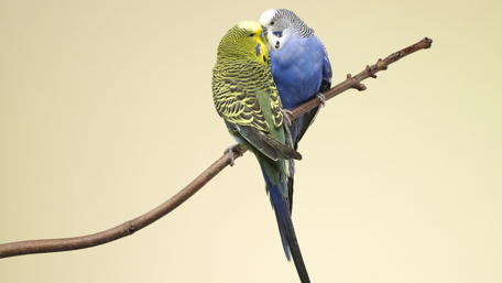 Colorful Budgerigars in Embrace wallpaper