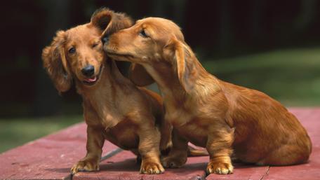 Adorable Dachshunds Sharing a Moment wallpaper