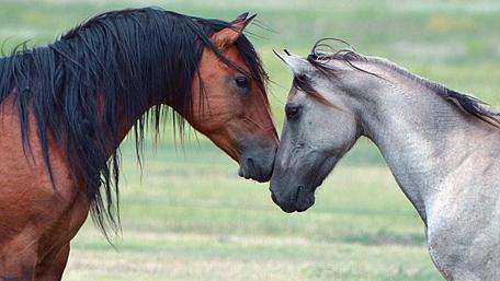 Gentle Equine Affection wallpaper