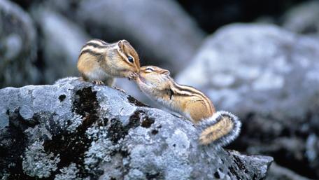 Sweet Squirrel Kiss on Rocks wallpaper