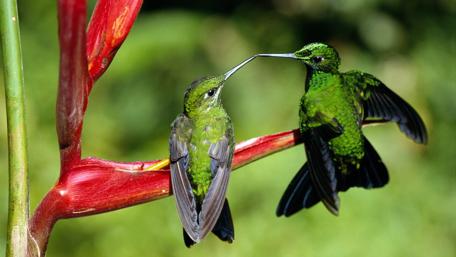 Loving Hummingbird Couple Perched Together wallpaper