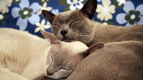 Cozy Cats in Harmony wallpaper