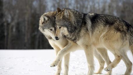 Majestic Wolf Wandering Through Winter Wonderland wallpaper