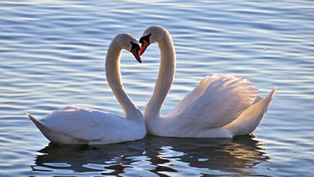 Elegant Swan Pair on Serene Lake wallpaper