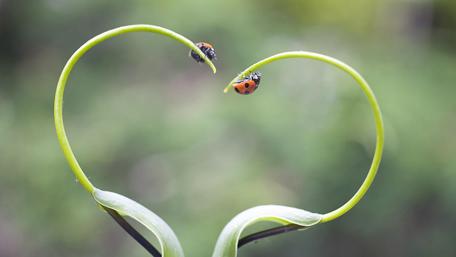 Heartwarming Ladybirds on Nature's Greenery wallpaper