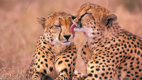 Cheetah Affection in the Wild wallpaper