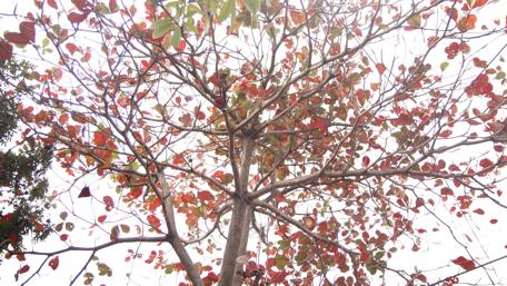 Vibrant Autumn Tree in Vietnam wallpaper