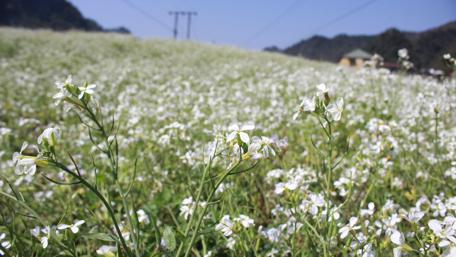 Blooming Fields of Vietnamese Flowers wallpaper