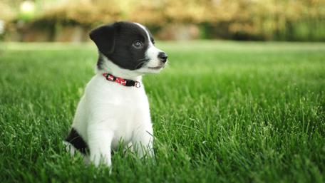 Jack Russell Terrier puppy wallpaper