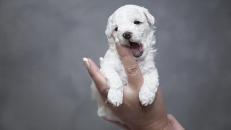 Adorable Mini Puppy Delight wallpaper