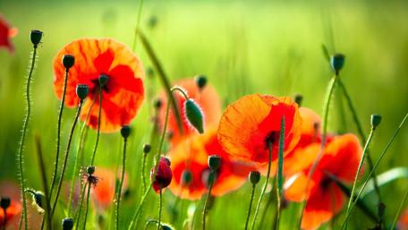 Vibrant Poppy Field in Full Bloom wallpaper