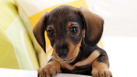 Adorable Puppy 4K Wallpaper wallpaper