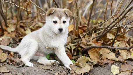 Playful Husky Puppy in Autumn Leaves wallpaper