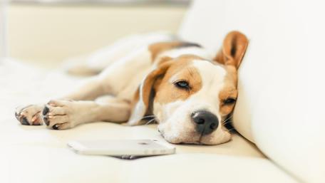 Sleepy Beagle with Phone wallpaper