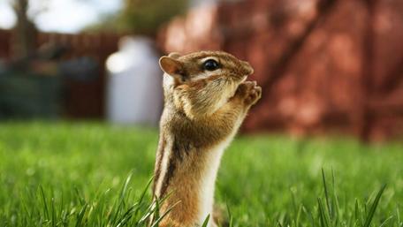Tiny Squirrel in Green Wonderland wallpaper