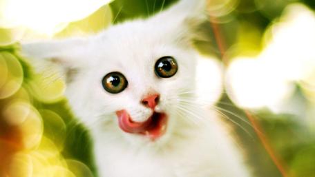Adorable Catling with Playful Expression wallpaper
