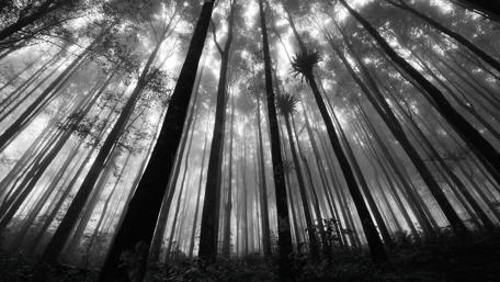 Monochrome Forest Shadows wallpaper