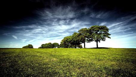 Serene Green Field with Tranquil Trees Above the Sky's Horizon wallpaper