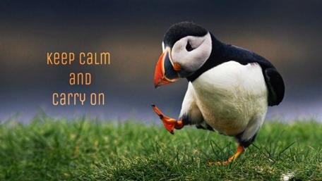 Puffin's Poise in Tranquil Times wallpaper