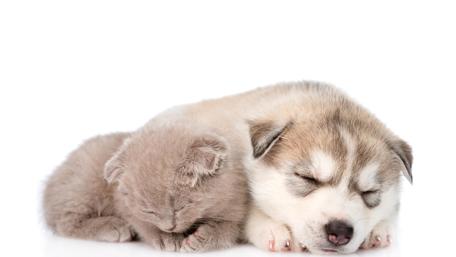 Adorable Nap Time Buddies wallpaper