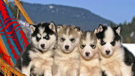 Four Adorable Husky Puppies wallpaper