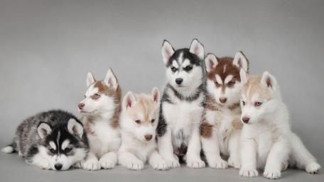 Adorable Husky Puppies Lined Up wallpaper